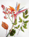 Bird-of-Paradise-and-Berries-Watercolor-web-DSC05830.jpg (168600 bytes)