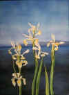 White Irises (watercolor).jpg (23091 bytes)