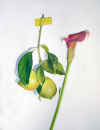 lemons-and-pink-lily-watercolor-web-DSC05881.jpg (106867 bytes)
